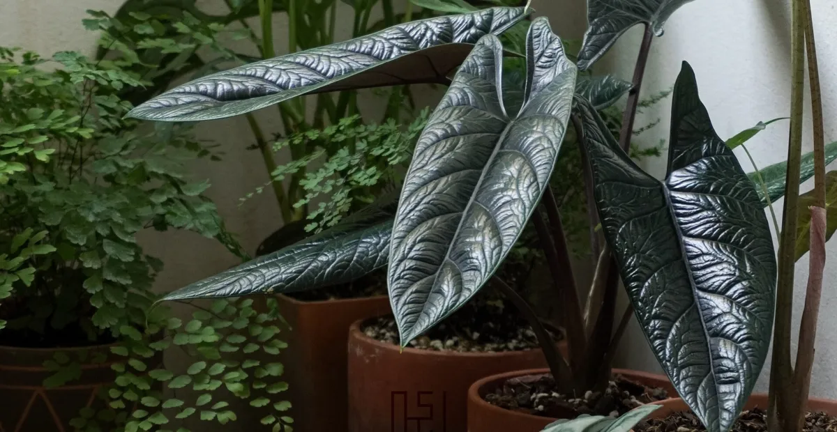 Alocasia 'Scalprum' – plant photo