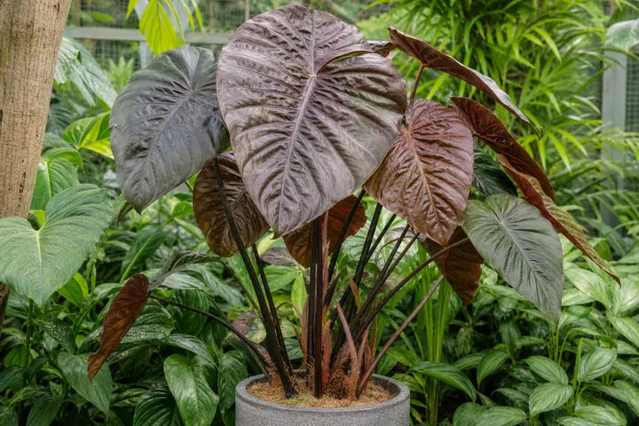 Alocasia 'Serendipity'