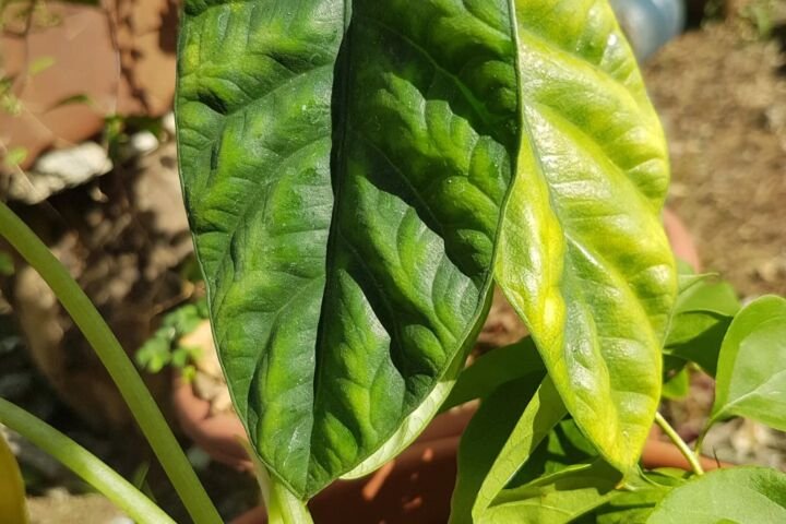 Alocasia sinuata