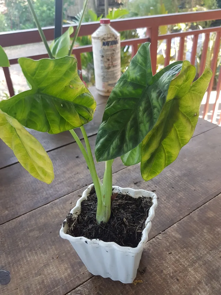 Alocasia sinuata – (Alocasia sinuata) – typisches Erscheinungsbild, Pflanzenfoto