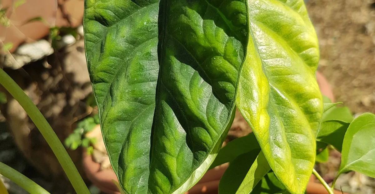 Alocasia sinuata – plant photo
