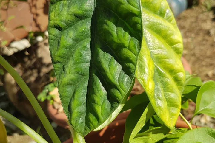 Alocasia sinuata