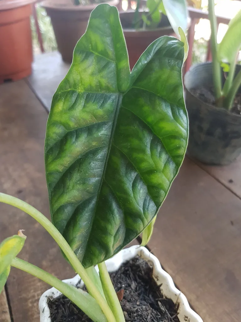 Alocasia sinuata – (Alocasia sinuata) – typisches Erscheinungsbild, Pflanzenfoto