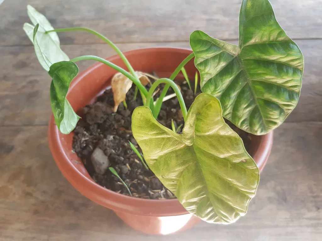 Alocasia sinuata – (Alocasia sinuata) – typisches Erscheinungsbild, Pflanzenfoto
