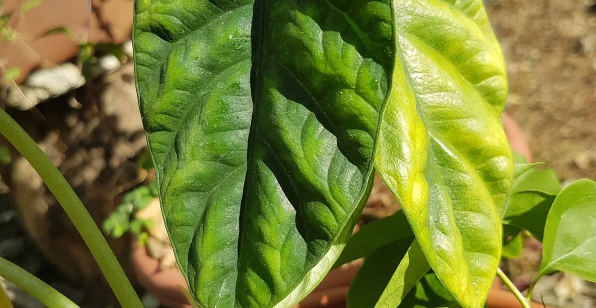 Alocasia sinuata – fotografia rastliny