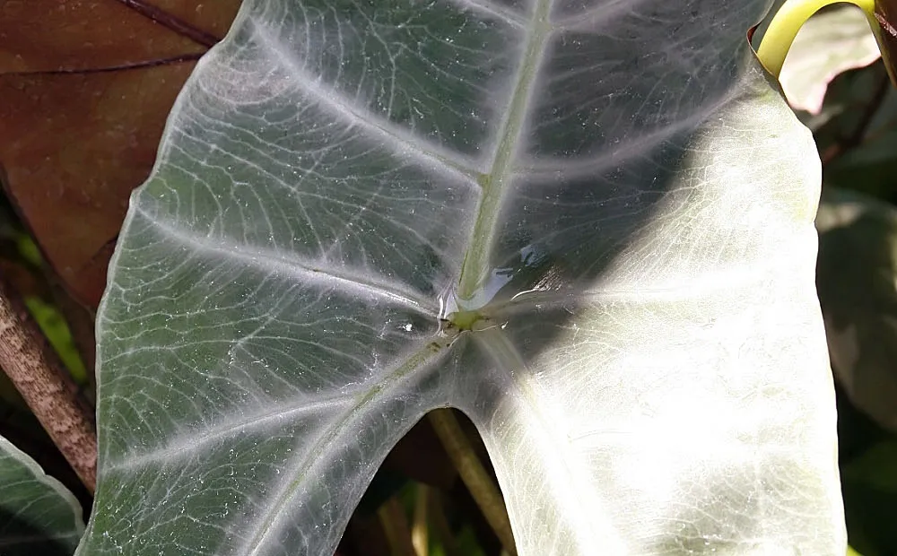 Alocasia watsoniana – plant photo