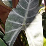 Alocasia watsoniana care guide (Alocasia watsoniana) – plant photo