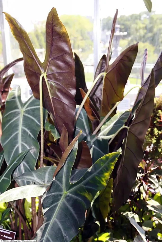 Alocasia watsoniana – (Alocasia watsoniana) – im Garten, Pflanzenfoto
