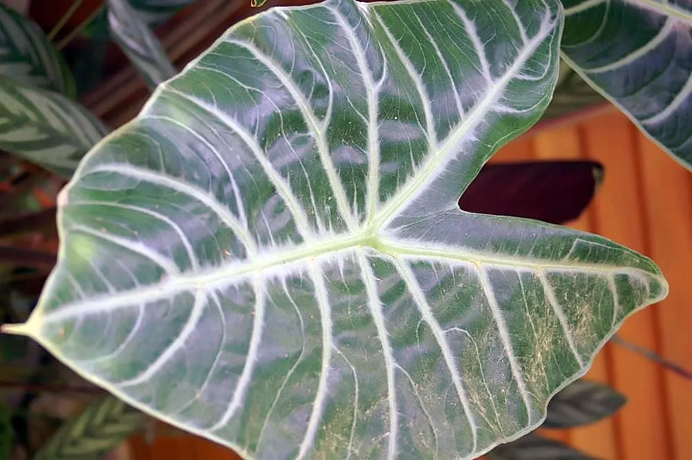 Alocasia watsoniana – (Alocasia watsoniana) – typisches Erscheinungsbild, Pflanzenfoto