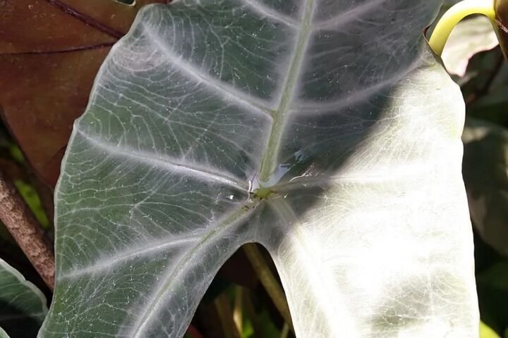 Alocasia watsoniana