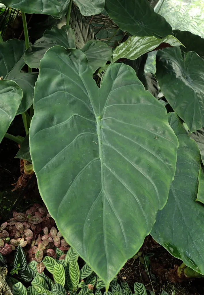 Alocasia wentii – (Alocasia wentii) – im Garten, Pflanzenfoto