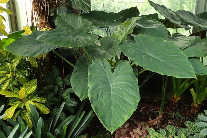 Alocasia wentii