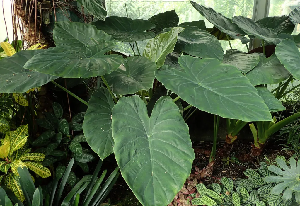 Alocasia wentii – (Alocasia wentii) – im Garten, Pflanzenfoto