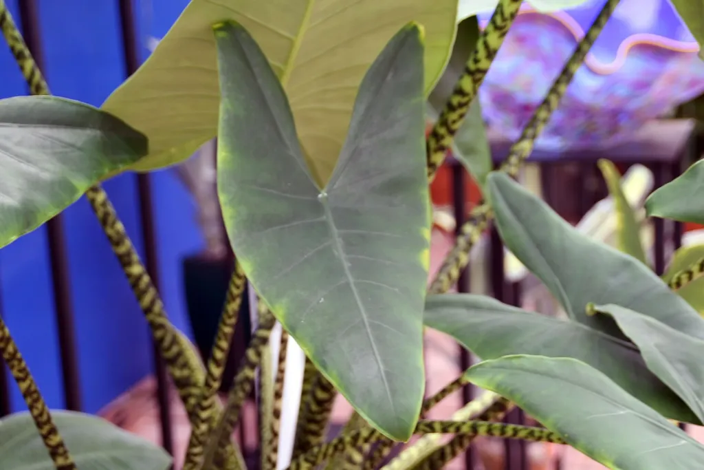 Alocasia zebrina – (Alocasia zebrina) – im Garten, Pflanzenfoto