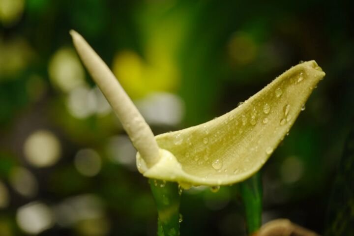 Alocasia zebrina