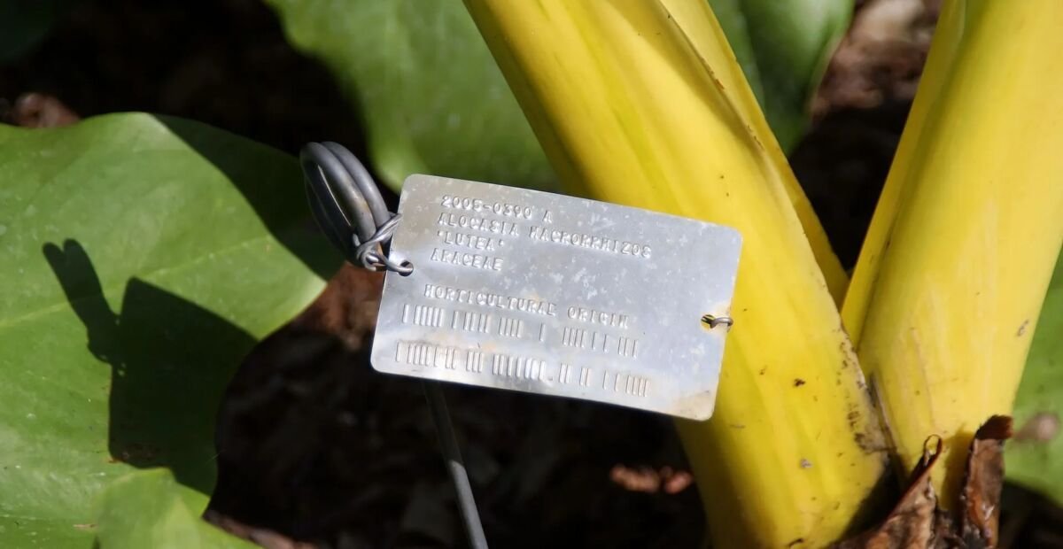 Alocázia ‘Lutea’ (Alocasia 'Lutea') – fotografia rastliny