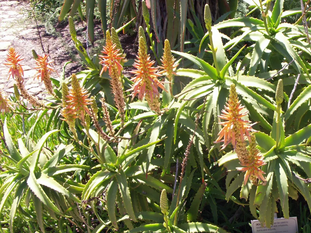 Felsen-Aloe (Aloe arborescens) – Pflanzenfoto