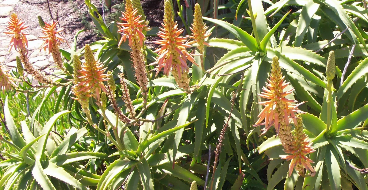 Felsen-Aloe (Aloe arborescens) – Pflanzenfoto