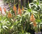 Krantz aloe or the candelabra aloe (Aloe arborescens) care guide