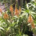 krantz aloe or the candelabra aloe (Aloe arborescens) – characteristic appearance, plant photo