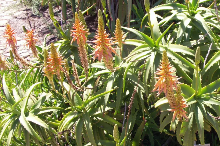 Aloe arborescens