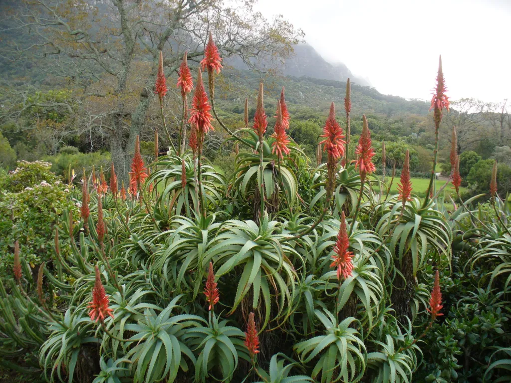 Felsen-Aloe (Aloe arborescens) – typisches Erscheinungsbild, Pflanzenfoto