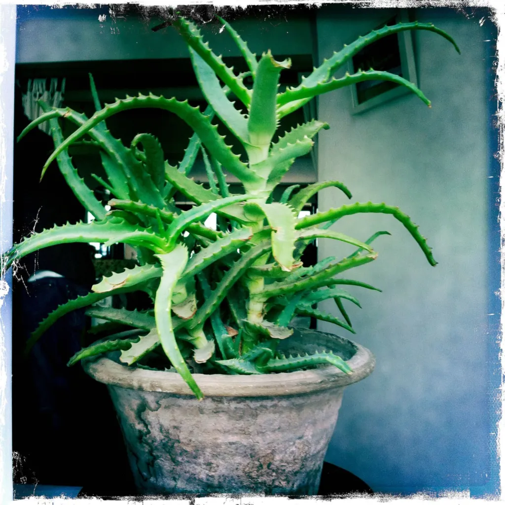 Felsen-Aloe (Aloe arborescens) – im Garten, Pflanzenfoto