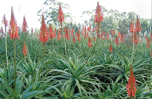 Felsen-Aloe (Aloe arborescens) – typisches Erscheinungsbild, Pflanzenfoto