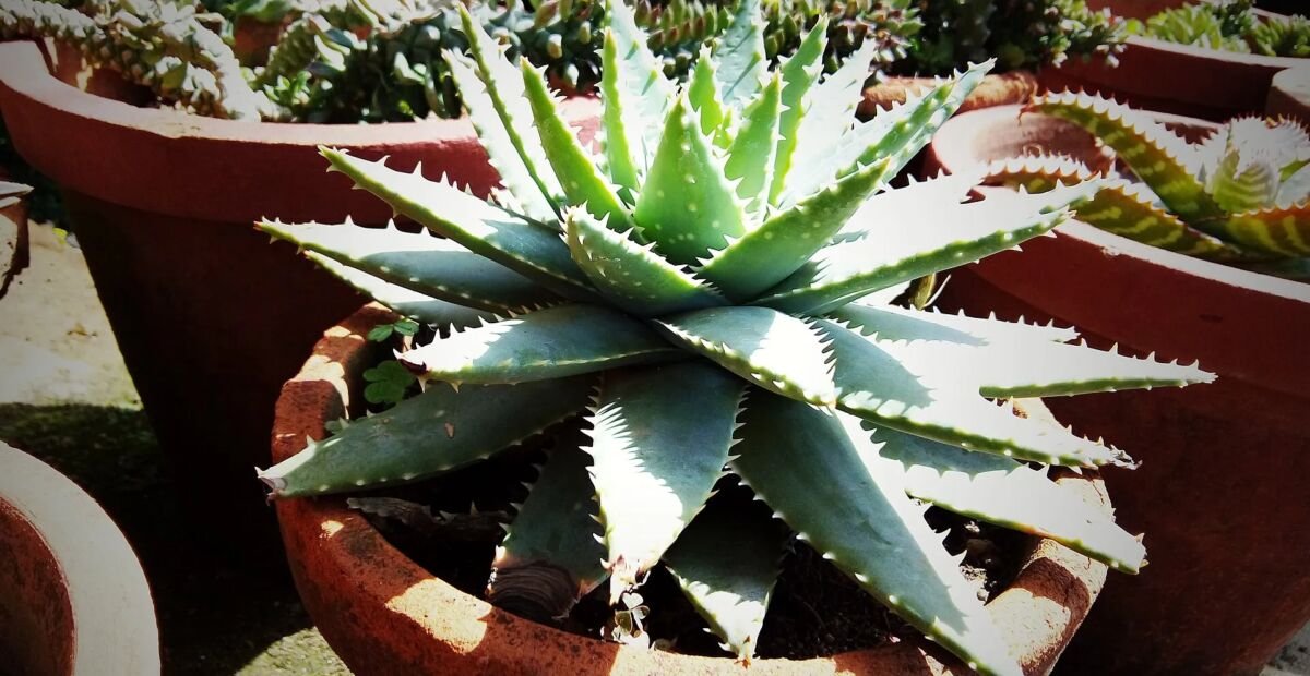 Aloe brevifolia – Pflanzenfoto