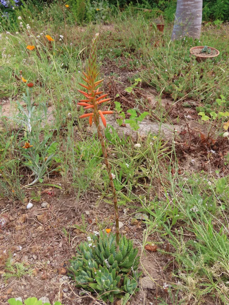 Aloe brevifolia – (Aloe brevifolia) – Blüten in Nahaufnahme, Pflanzenfoto