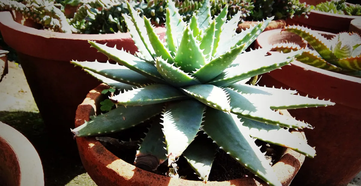 Aloe brevifolia – plant photo