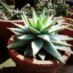 Aloe brevifolia care guide (Aloe brevifolia) – plant photo
