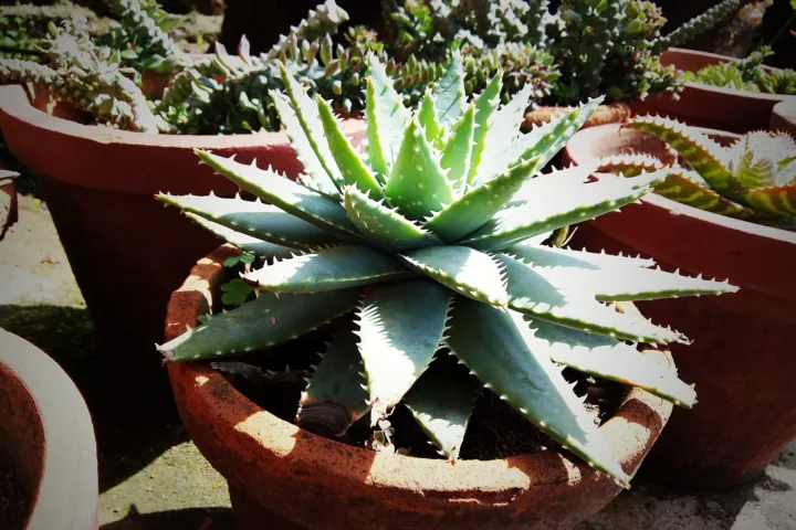 Aloe brevifolia