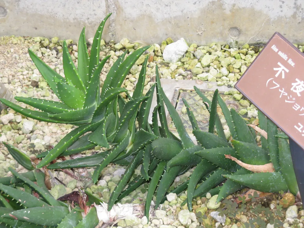 Aloe brevifolia – (Aloe brevifolia) – Blüten in Nahaufnahme, Pflanzenfoto