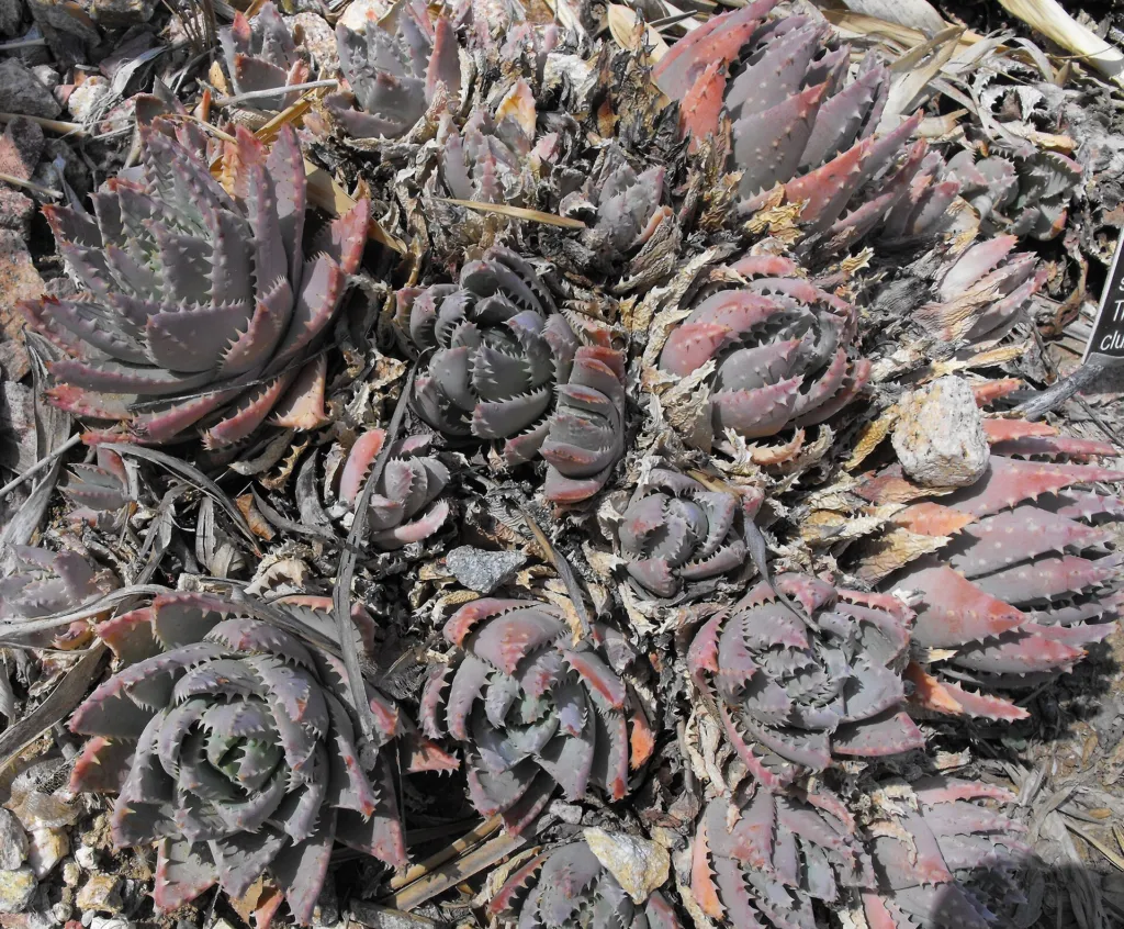 Aloe brevifolia – (Aloe brevifolia) – typisches Erscheinungsbild, Pflanzenfoto