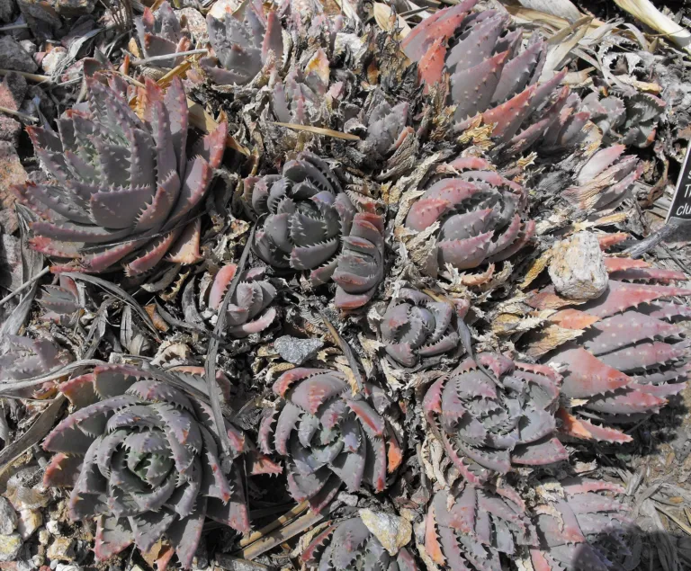 Aloe brevifolia care guide (Aloe brevifolia) – characteristic appearance, plant photo