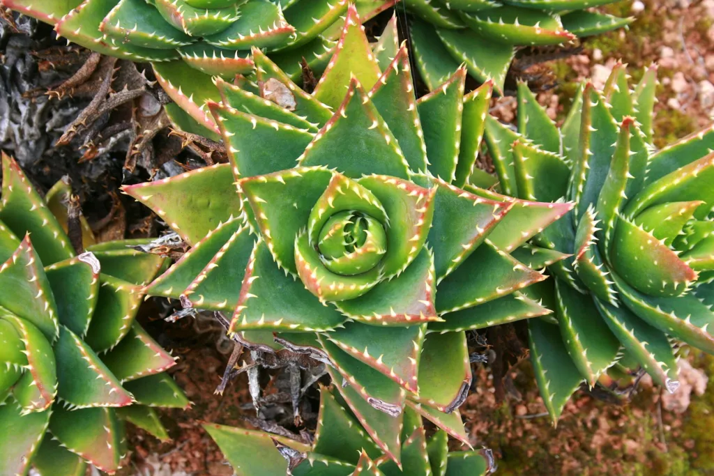 Aloe brevifolia – (Aloe brevifolia) – typisches Erscheinungsbild, Pflanzenfoto