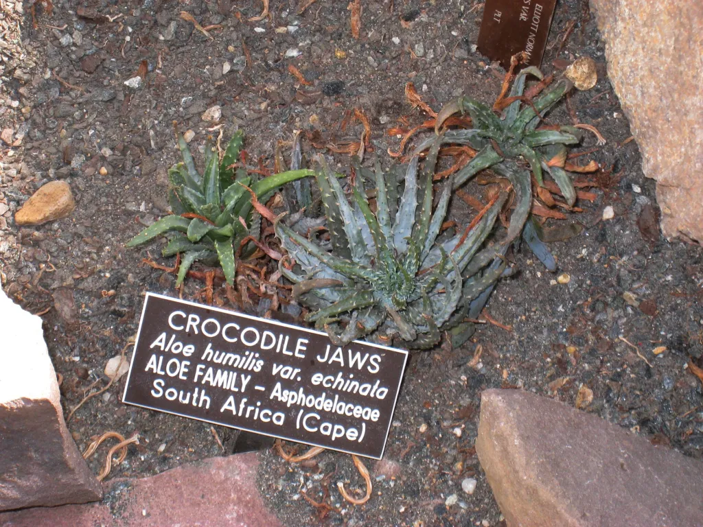 Aloe humilis – (Aloe humilis) – im Garten, Pflanzenfoto