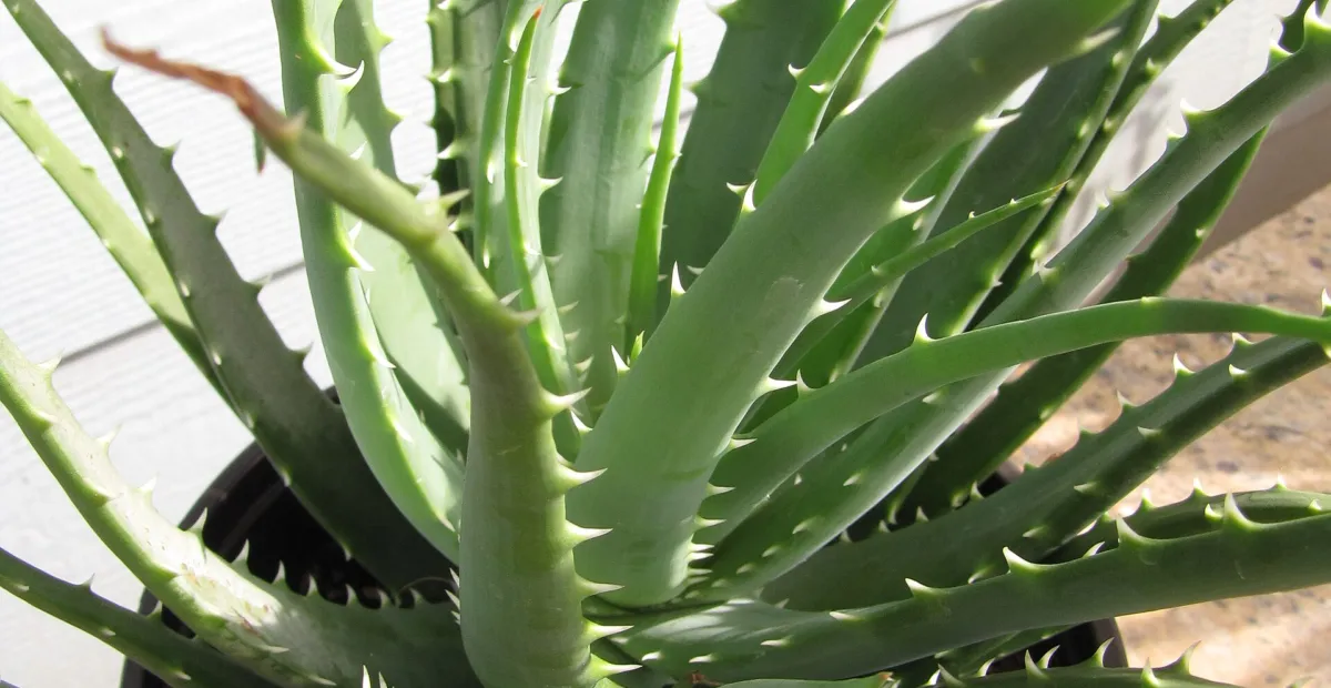 spider-aloe (Aloe humilis) – plant photo