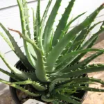 spider-aloe (Aloe humilis) – plant photo