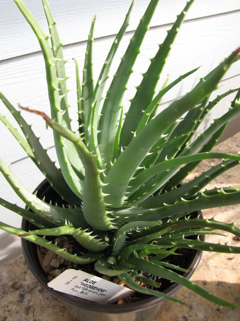 spider-aloe (Aloe humilis) – plant photo