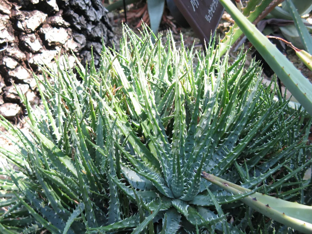 Aloe humilis – (Aloe humilis) – Blüten in Nahaufnahme, Pflanzenfoto