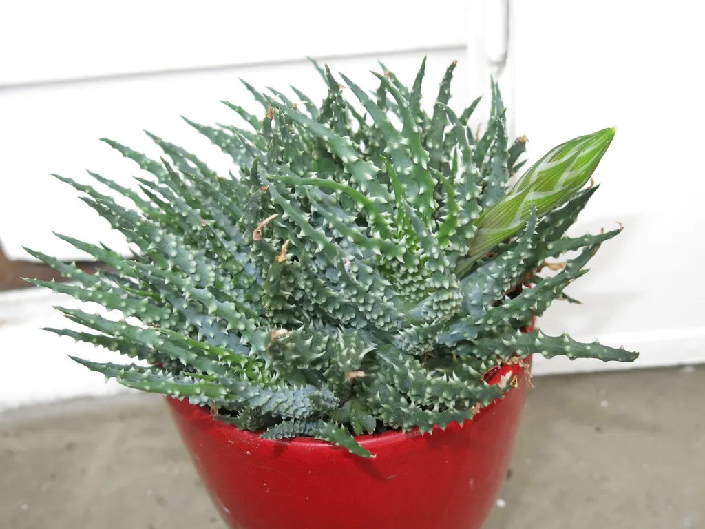 Aloe humilis – (Aloe humilis) – im Garten, Pflanzenfoto