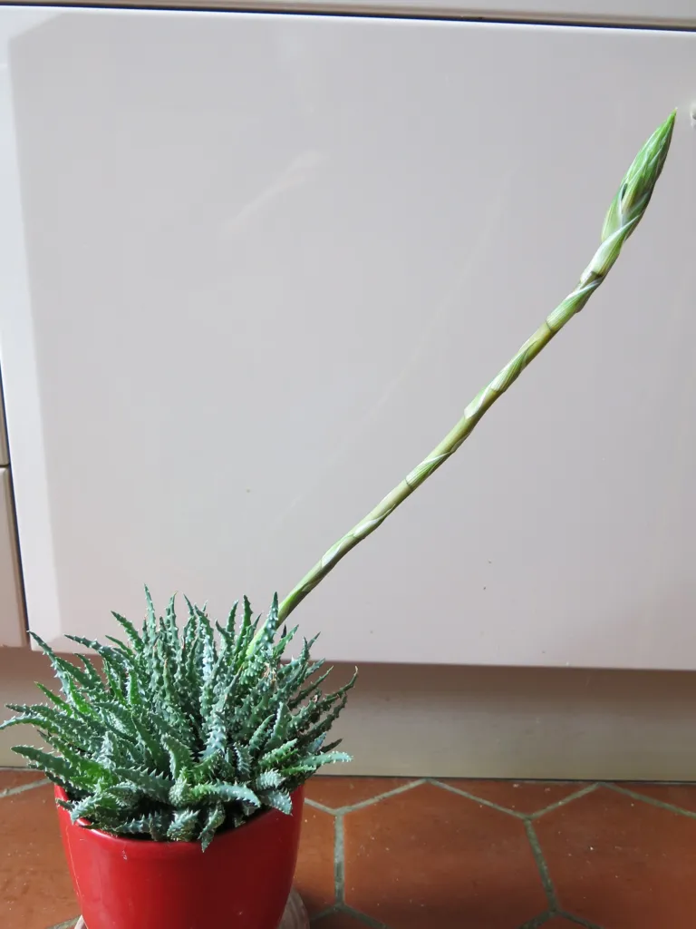 Aloe humilis – (Aloe humilis) – im Garten, Pflanzenfoto