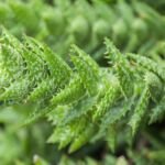 Aloe 'Juvenna' – Pflanzenfoto