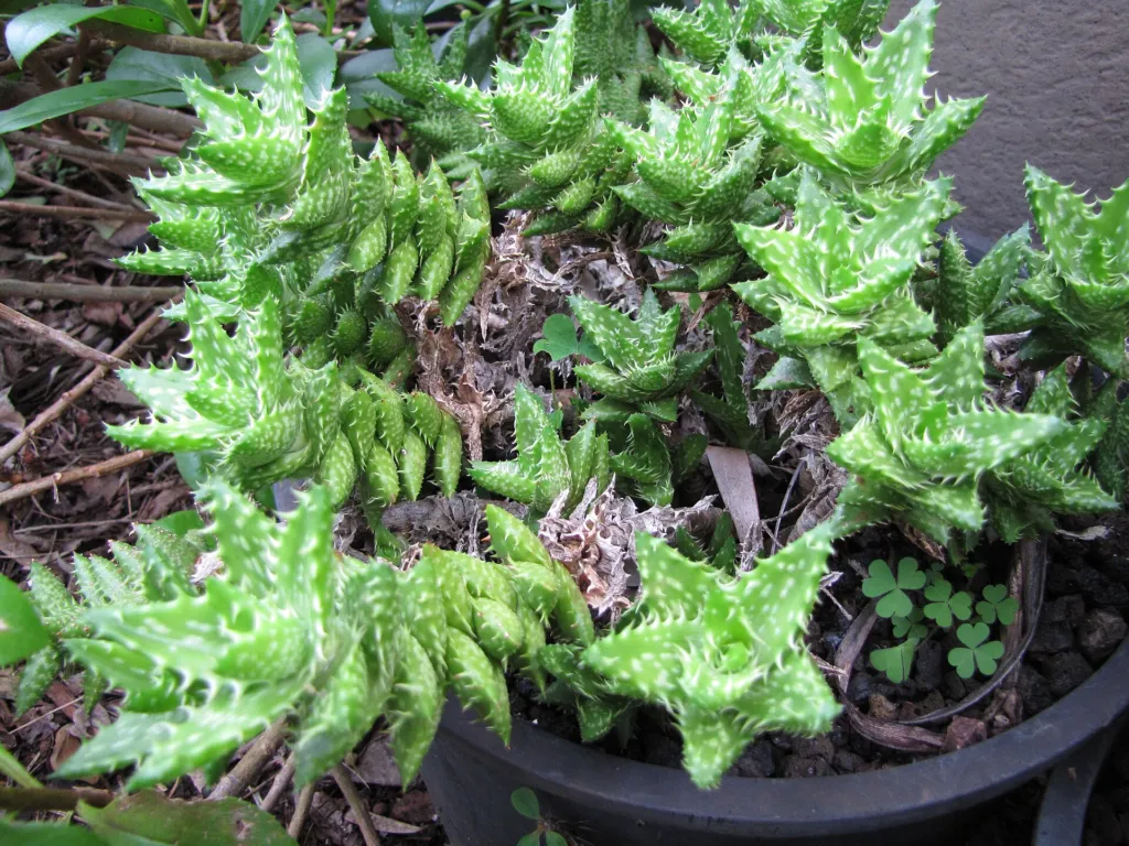 Aloe 'Juvenna' – natürliche Wuchsform, Pflanzenfoto