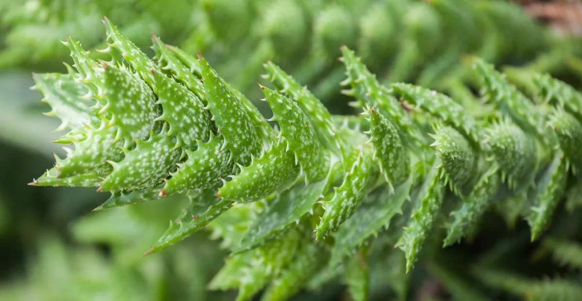 Aloe 'Juvenna' – plant photo