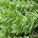 Aloe ‘Juvenna’ (Aloe 'Juvenna') – plant photo