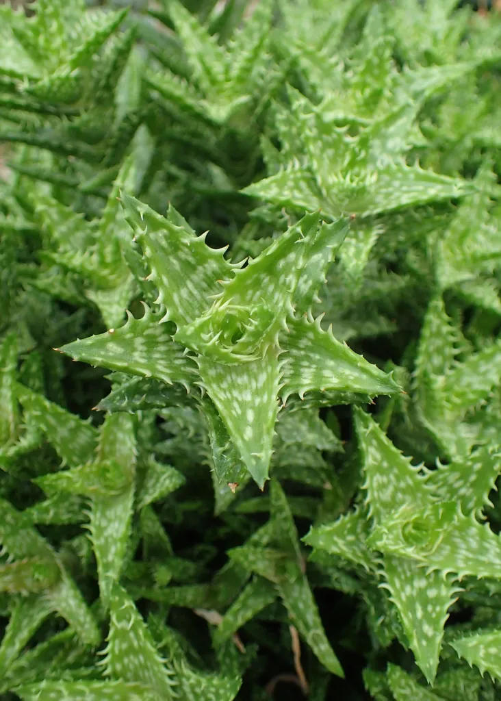 Aloe 'Juvenna' – im Garten, Pflanzenfoto