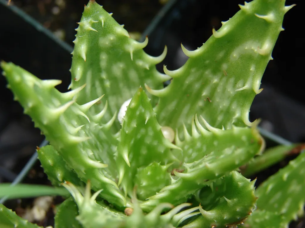 Aloe 'Juvenna' – natürliche Wuchsform, Pflanzenfoto